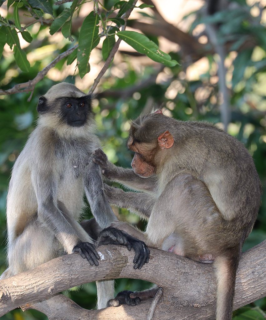 Bonnet macaque grooming a langur