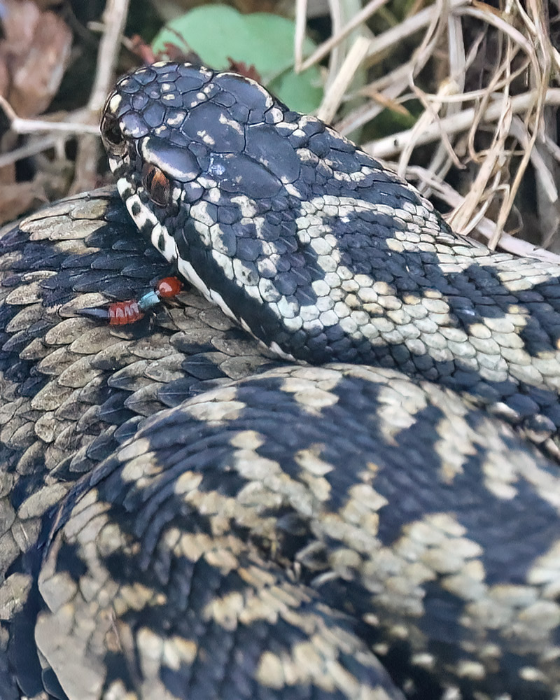 Adder with rove beetle