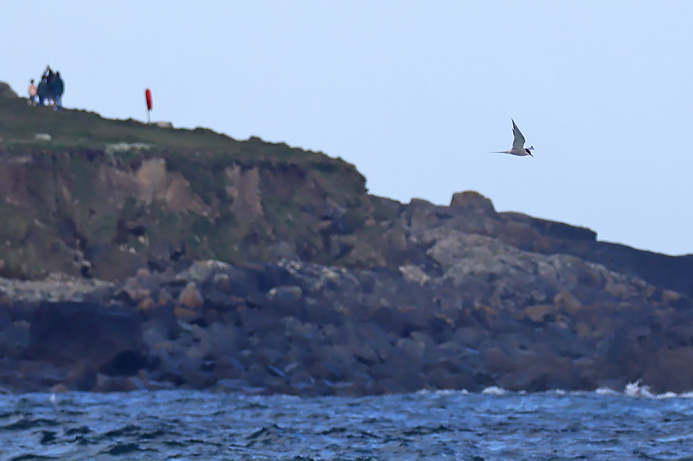 Arctic tern