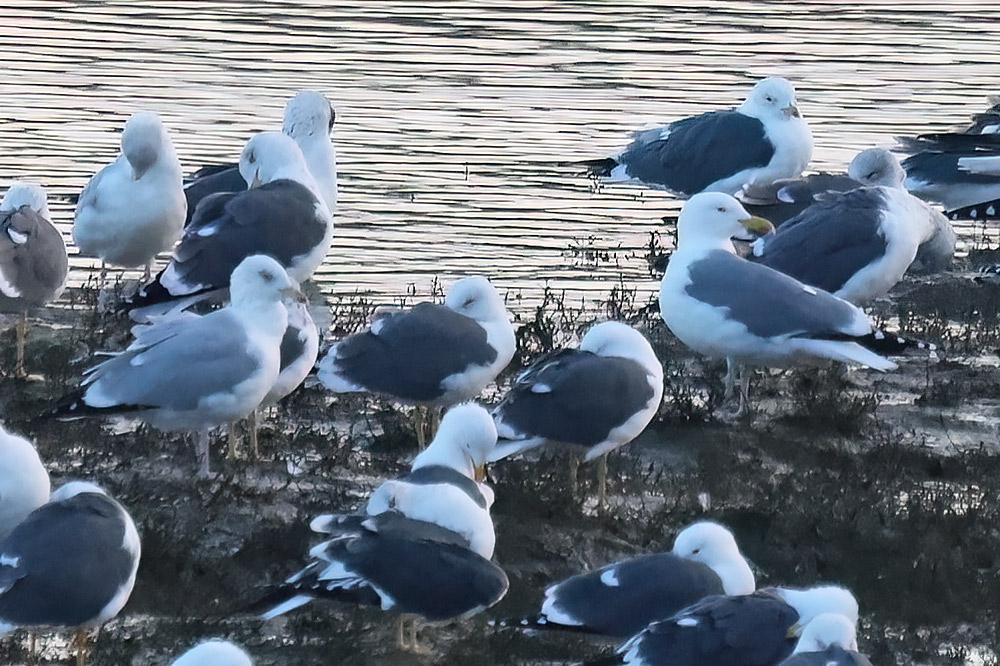 argentatus herring gull