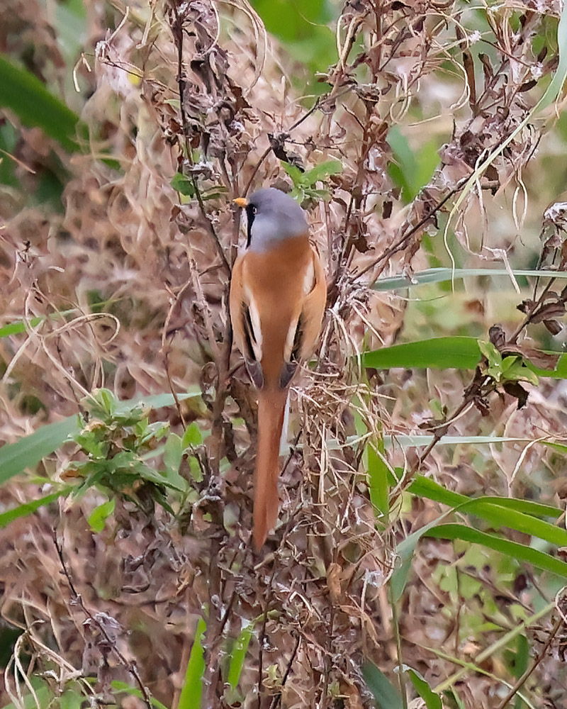 Bearded reedling