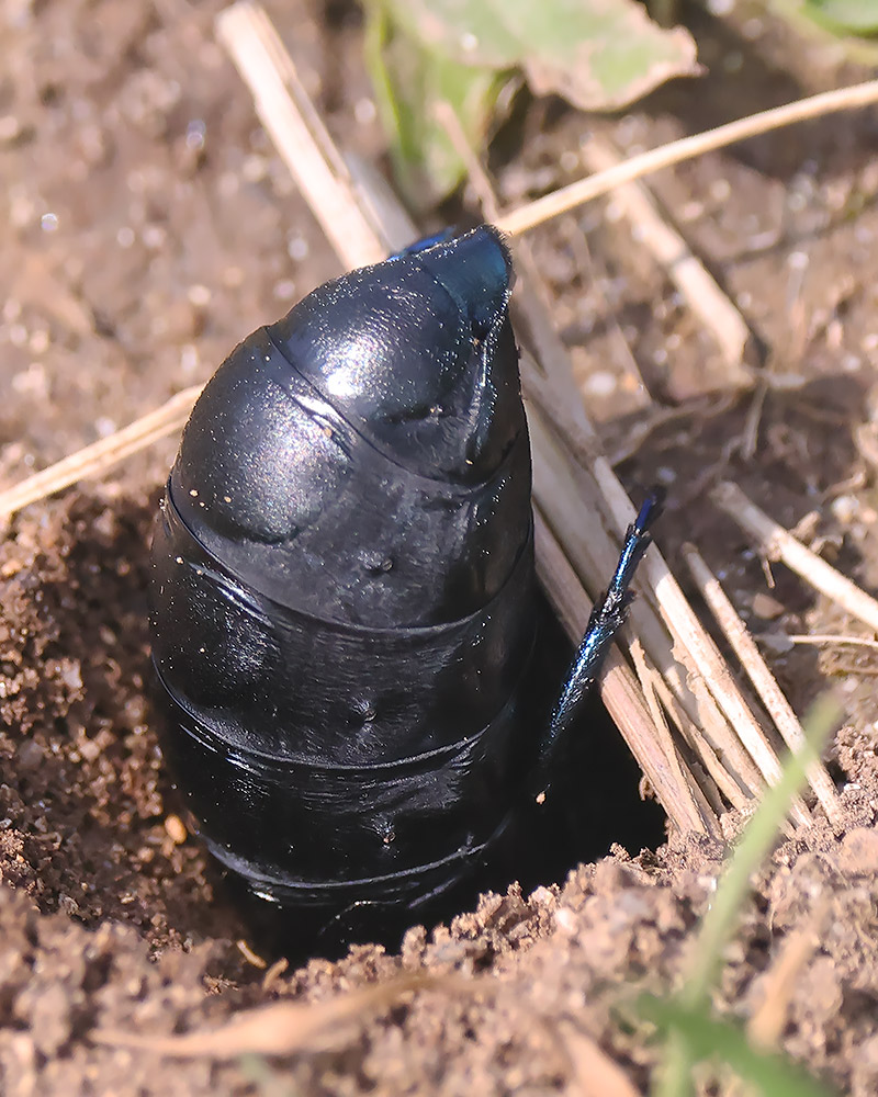 Black oil beetle