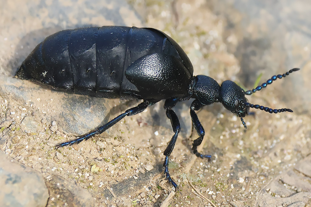 Black oil beetle