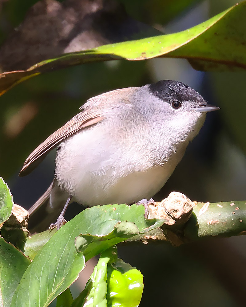 Blackcap