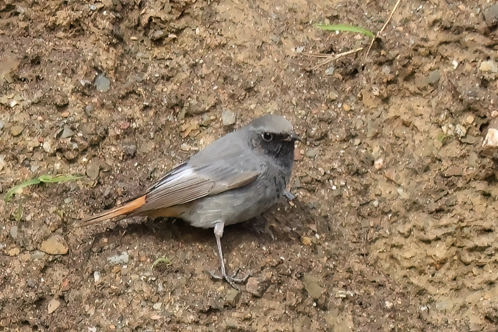 Black redstart