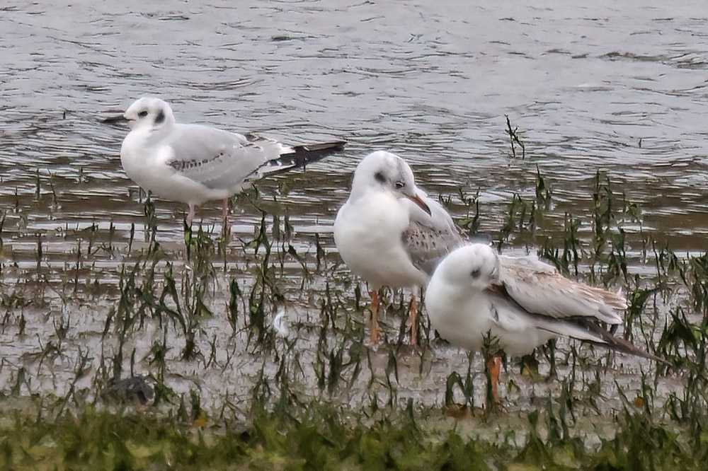 Bonaparte's gull
