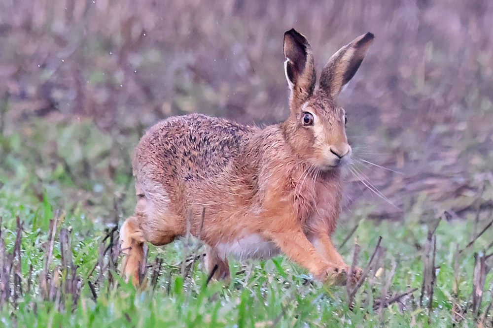 Brown hare