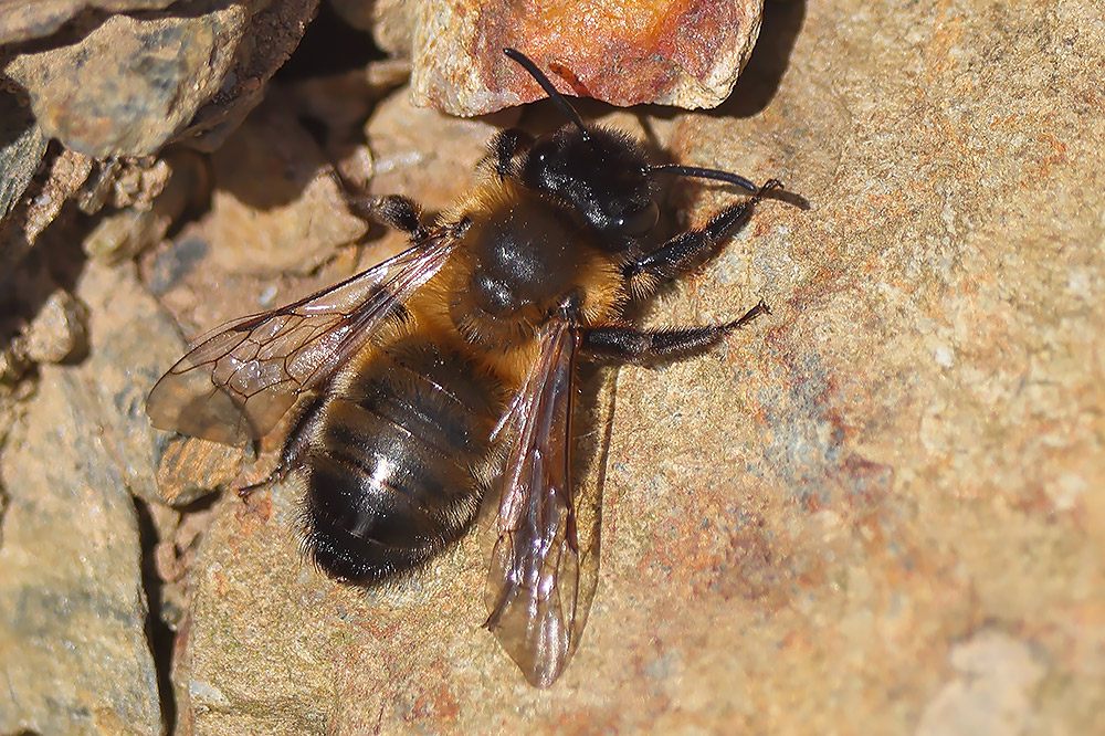 Buffish mining bee