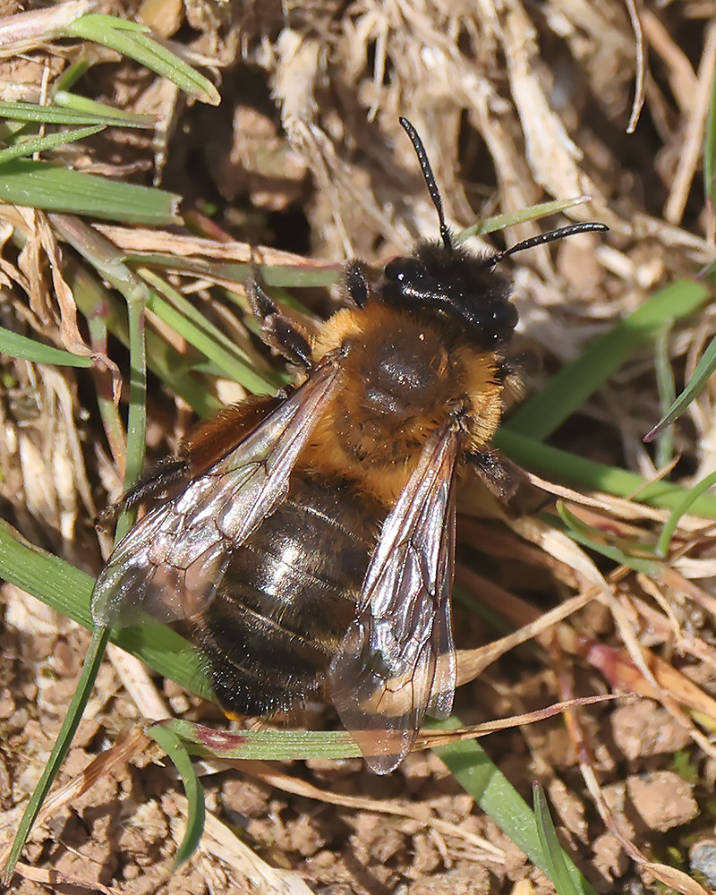 Buffish mining bee