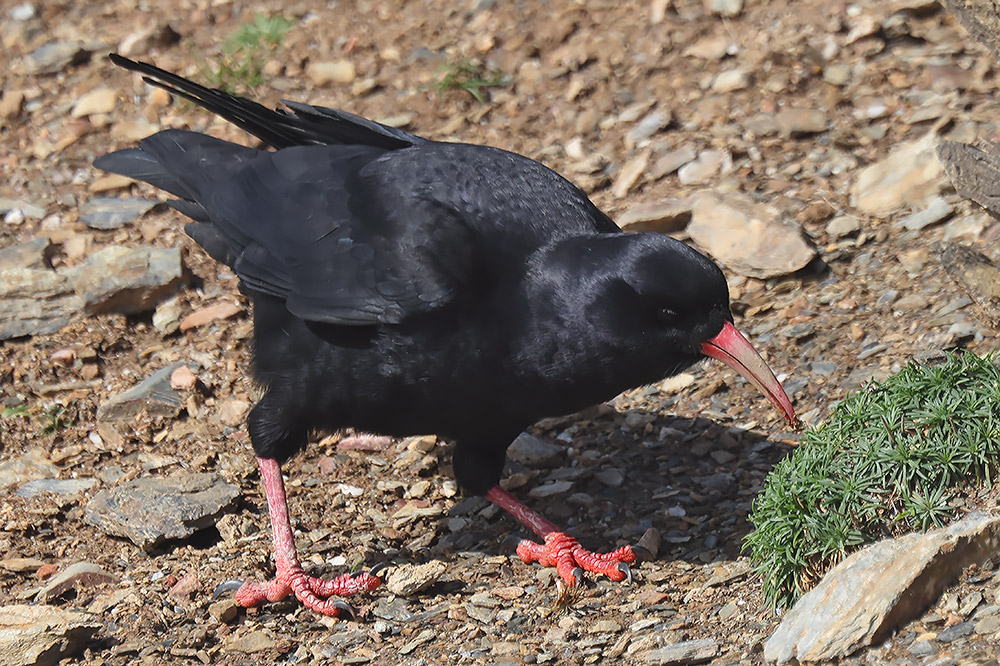 Chough