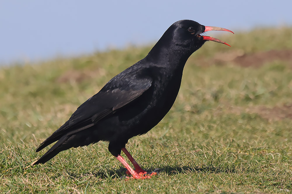 Chough