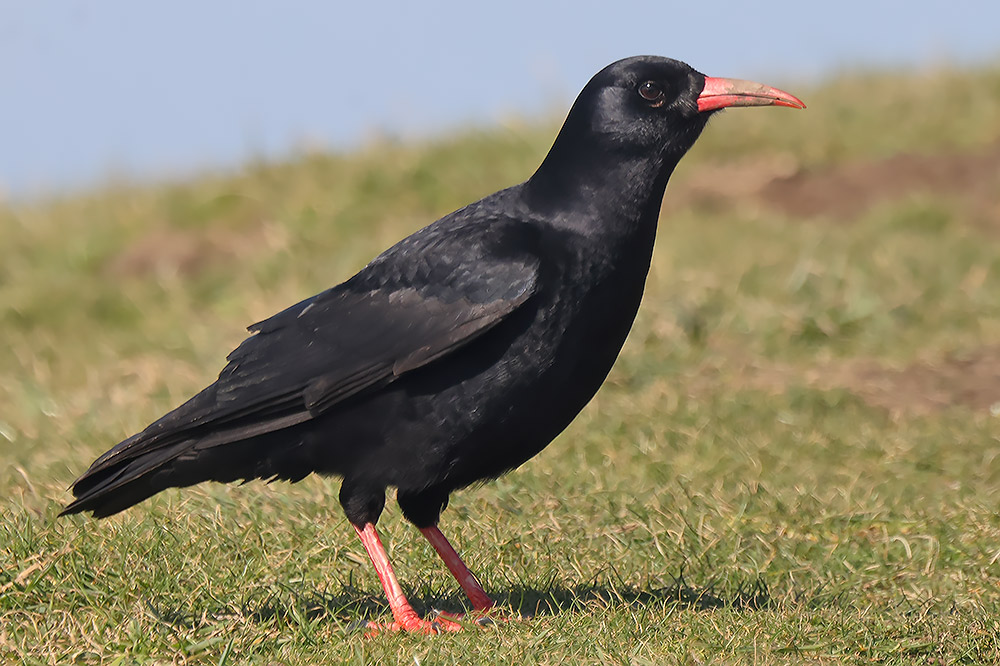Chough