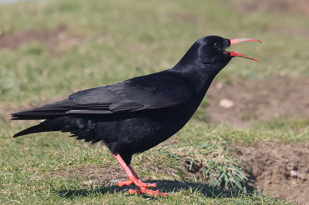 Chough