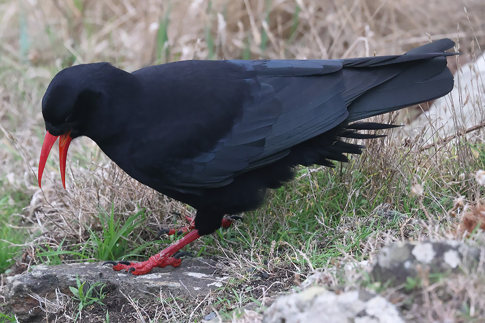 Chough
