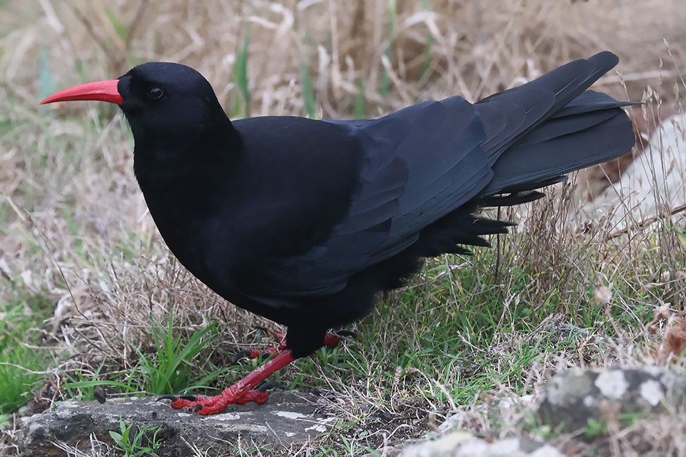 Chough