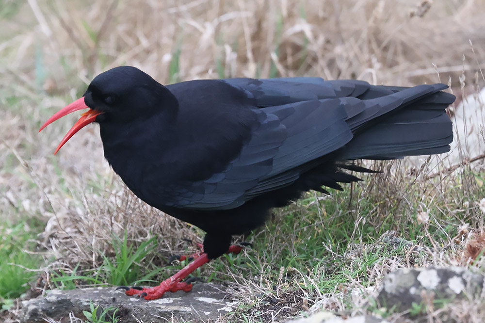 Chough