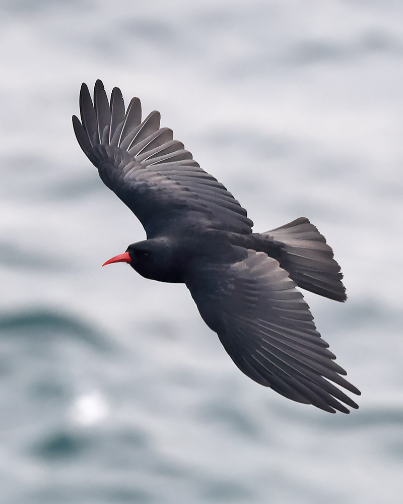 Chough