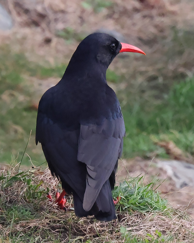 Chough