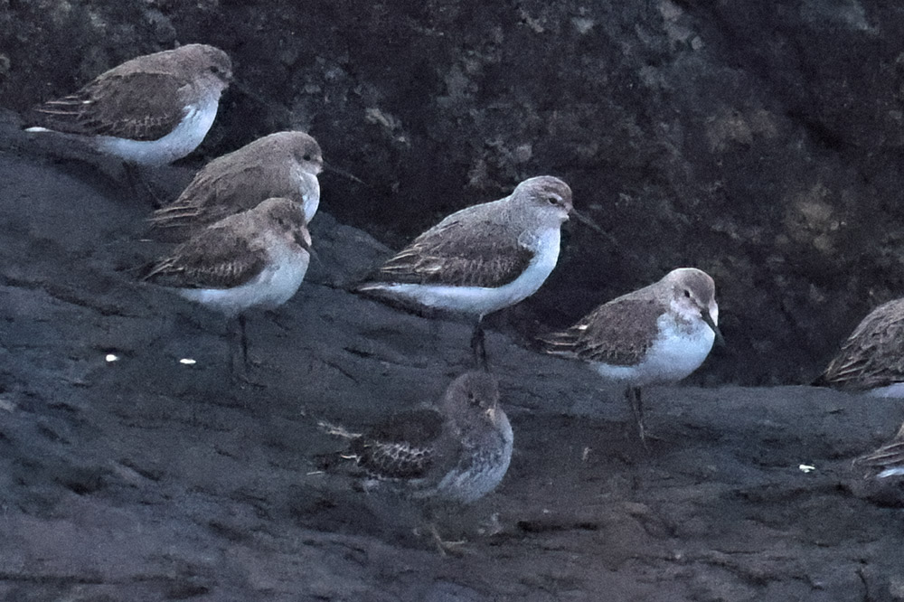 Curlew sandpiper