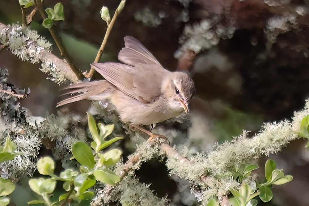 Dusky warbler