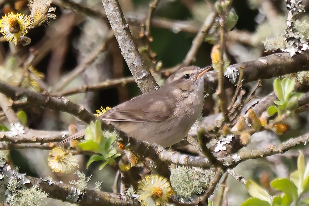 Dusky warbler