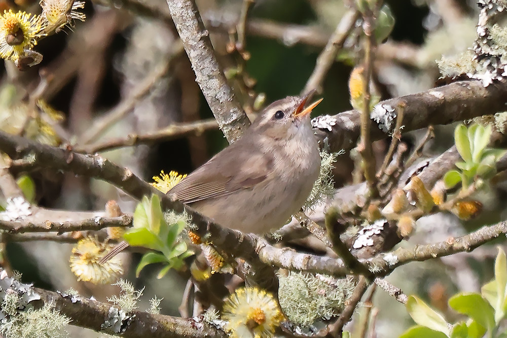 Dusky warbler