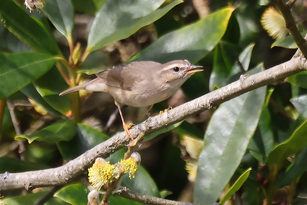 Dusky warbler