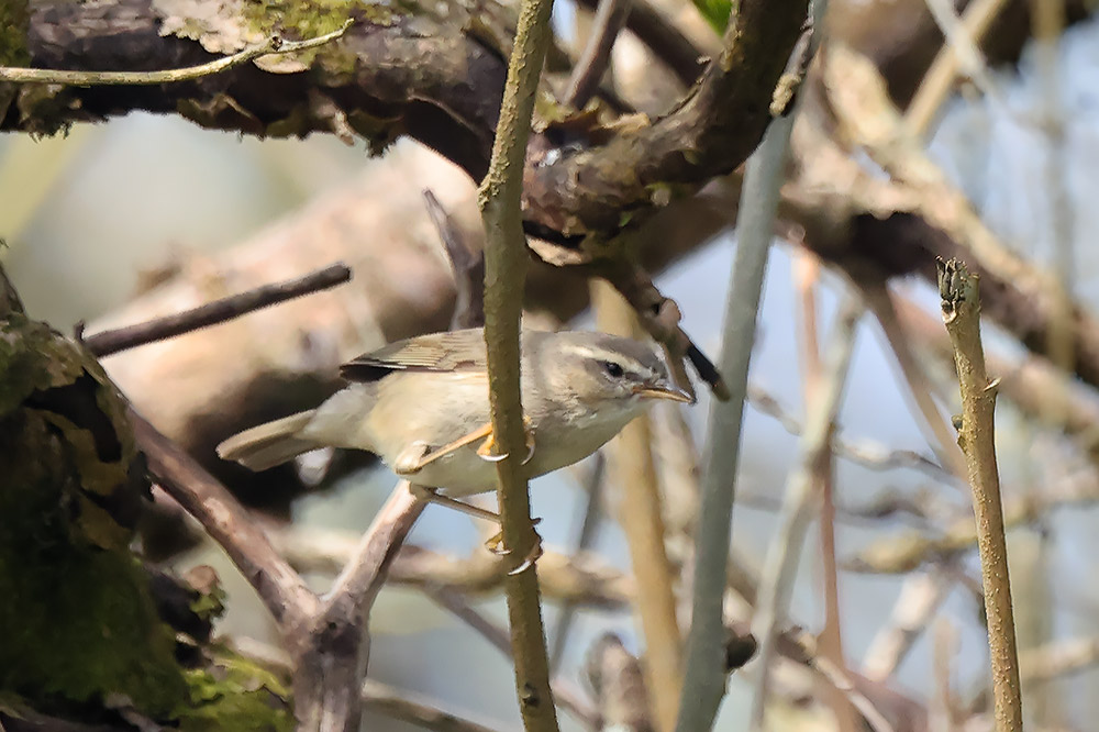 Dusky warbler