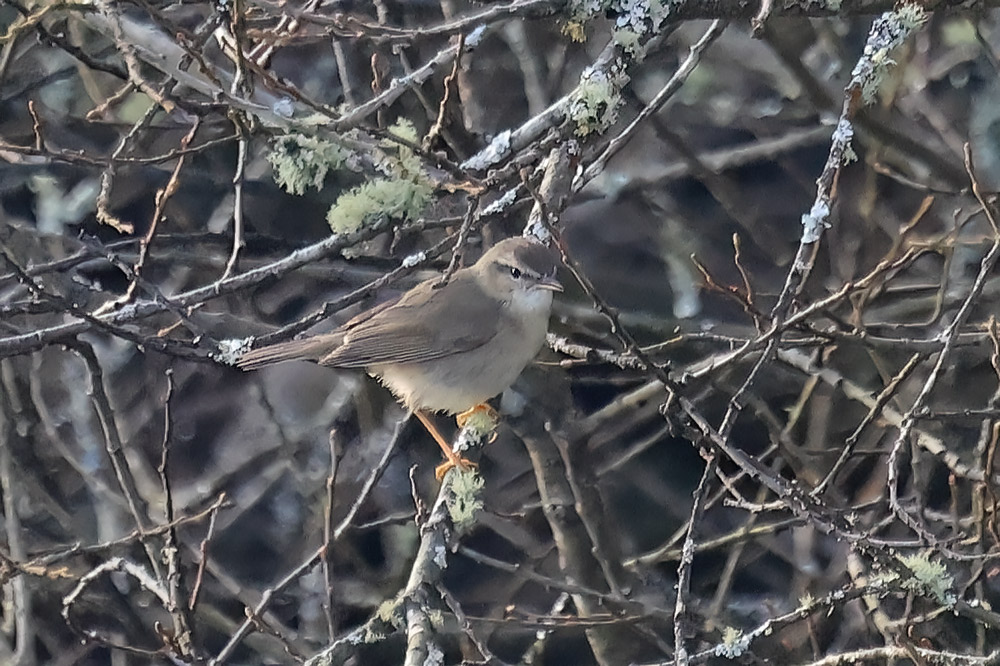 Dusky warbler