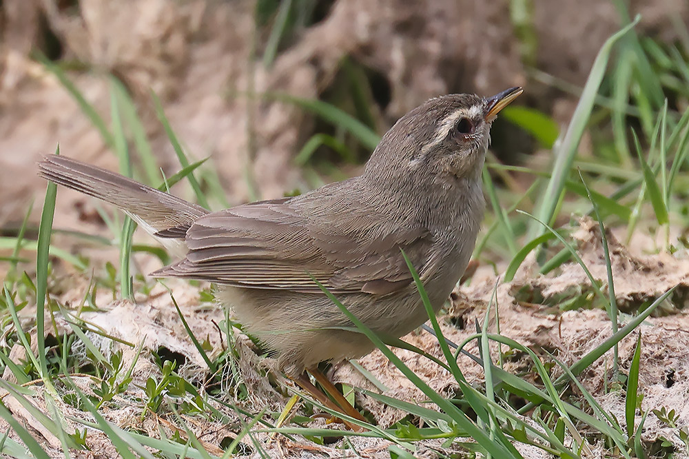Dusky warbler