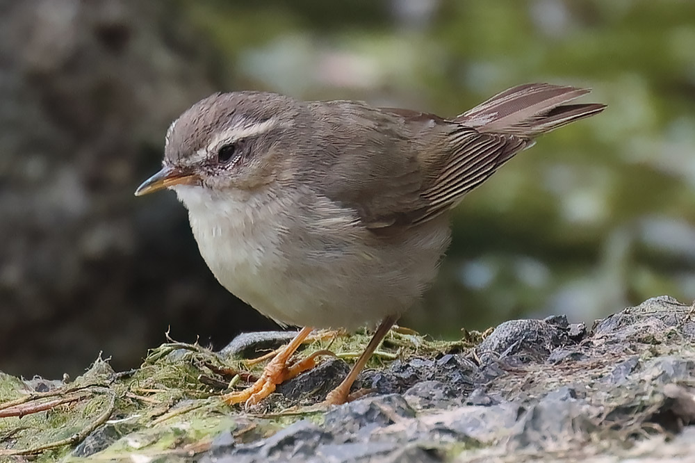 Dusky warbler
