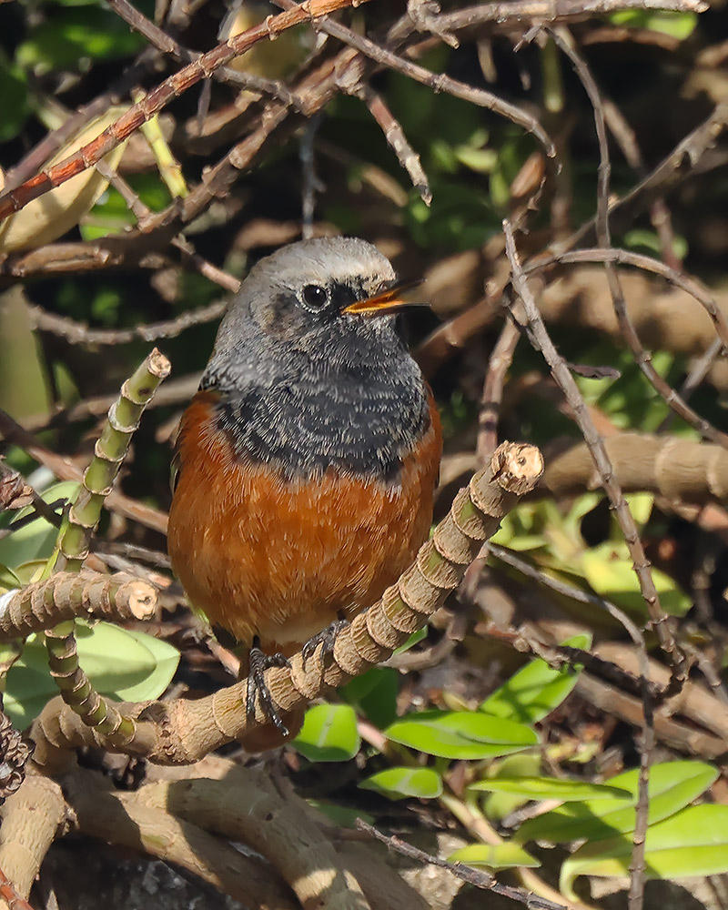 Eastern black redstart