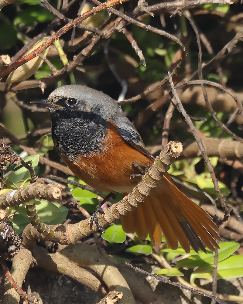 Eastern black redstart