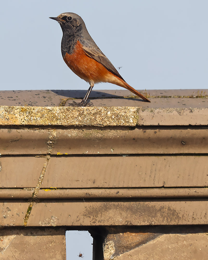 Eastern black redstart