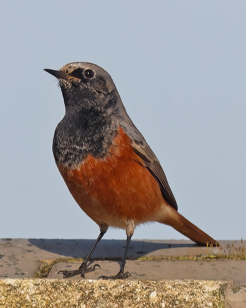Eastern black redstart