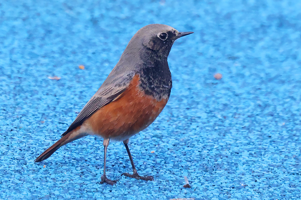 Eastern black redstart