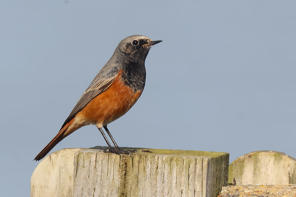 Eastern black redstart
