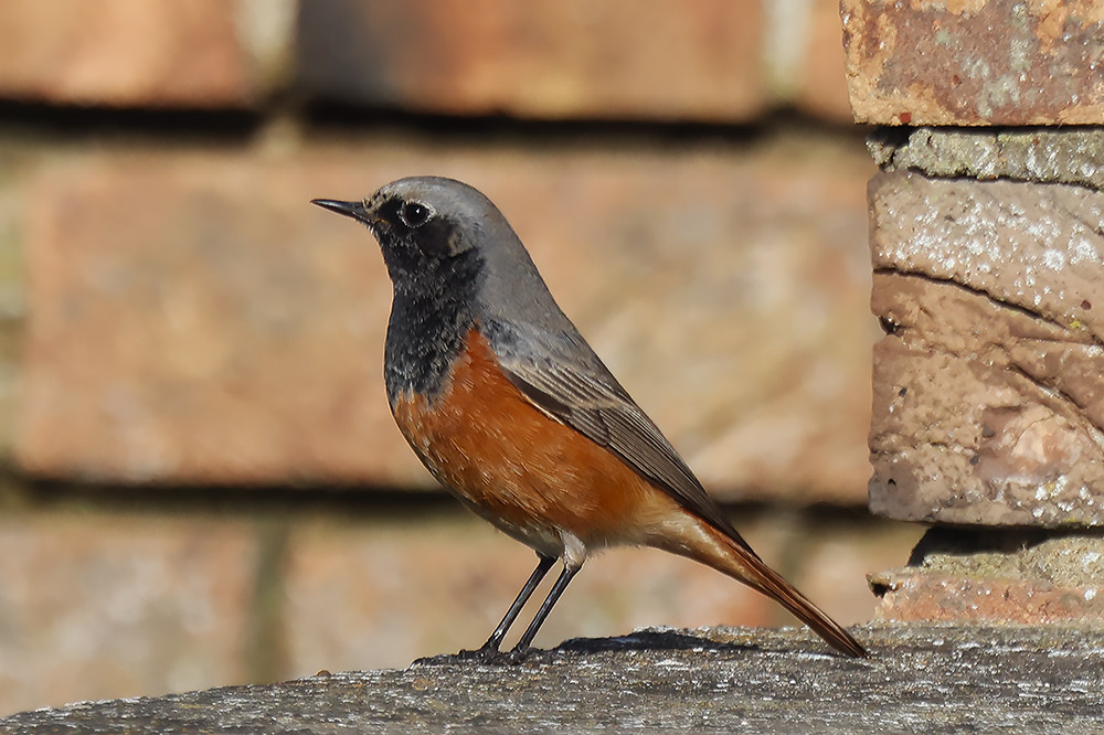 Eastern black redstart