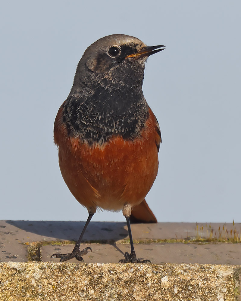 Eastern black redstart