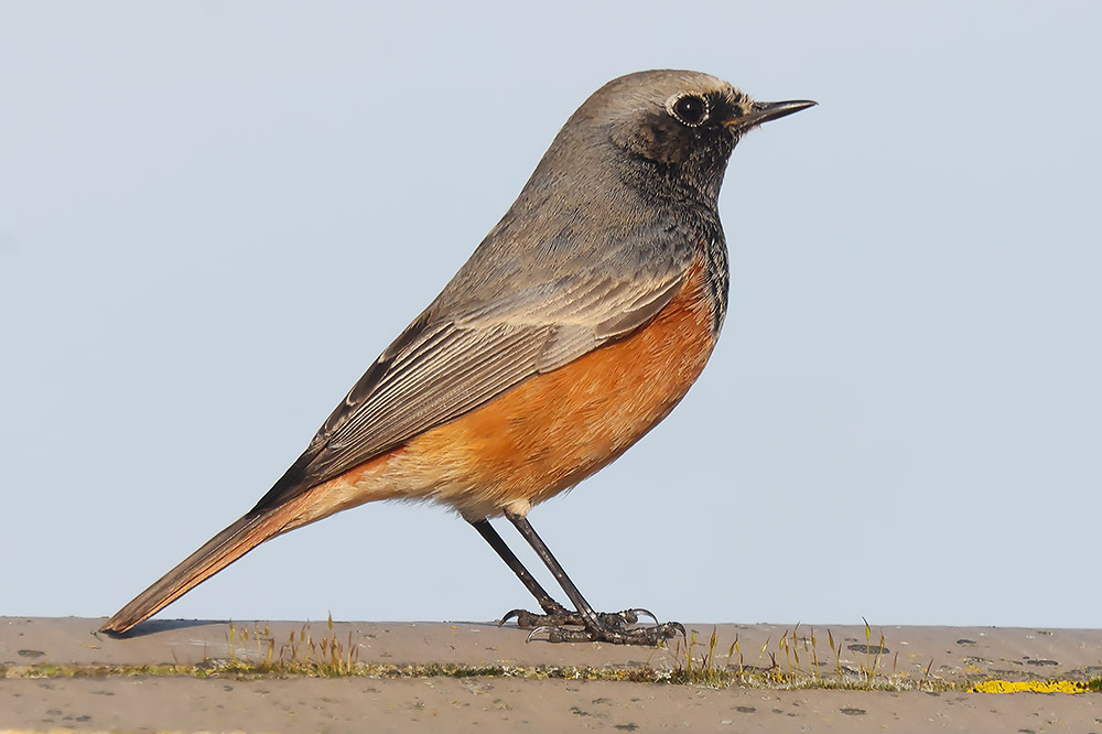 Eastern black redstart