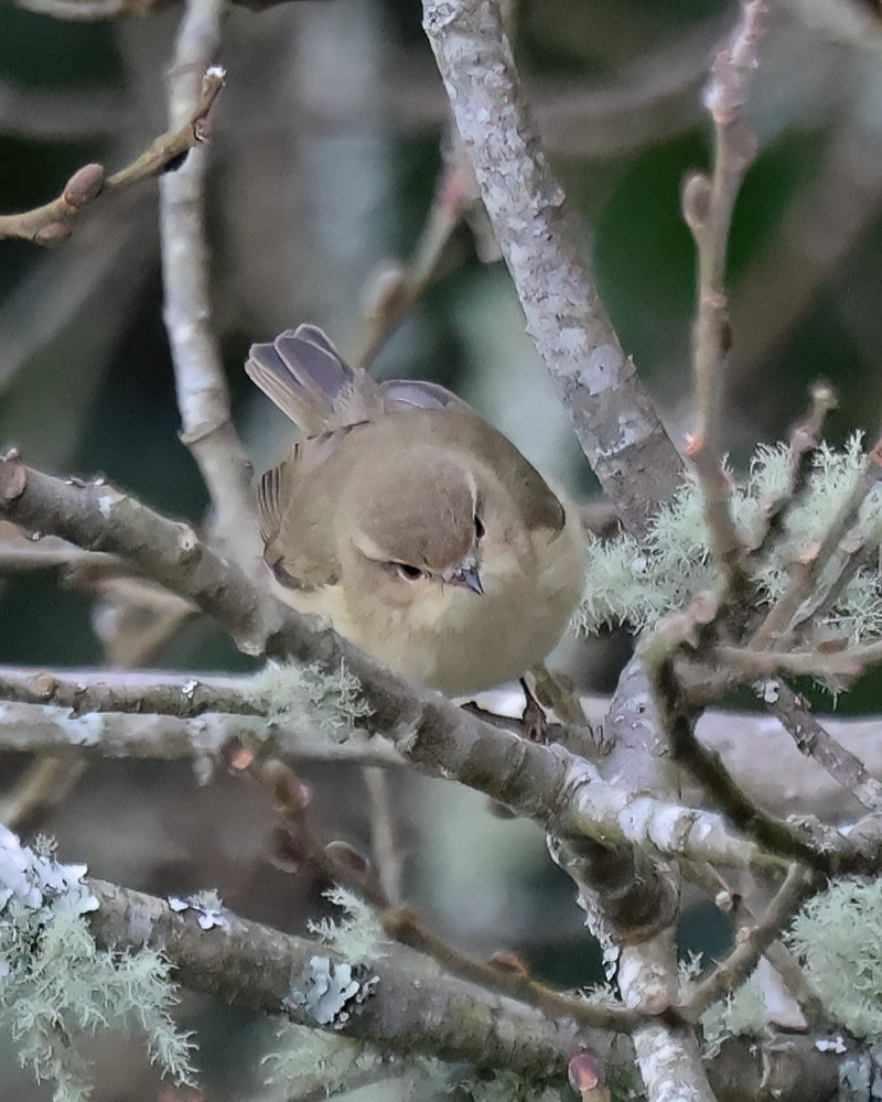 Eastern chiffchaff