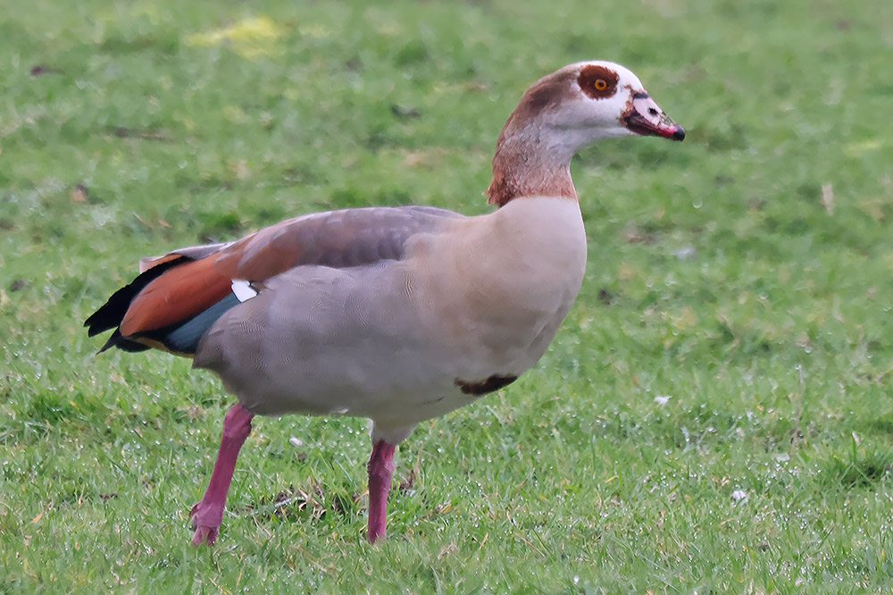 Egyptian goose