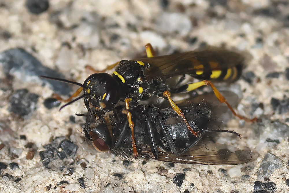 Field digger wasp