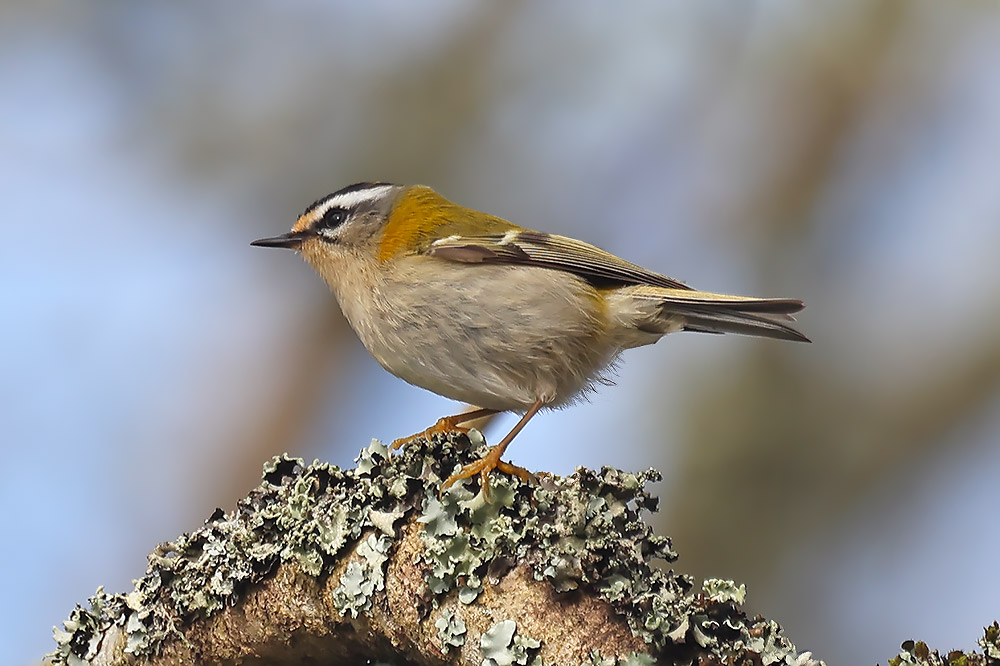 Firecrest