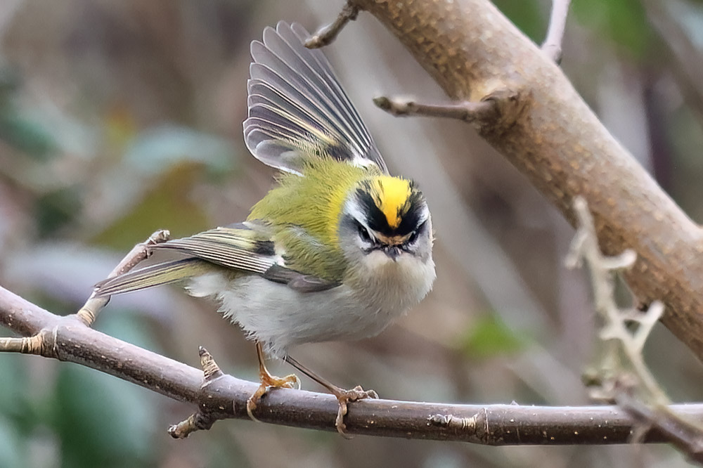 Firecrest