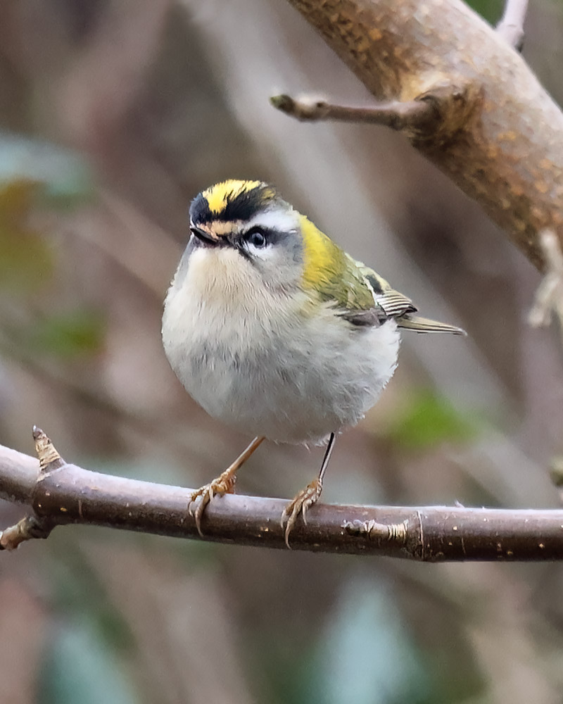 Firecrest