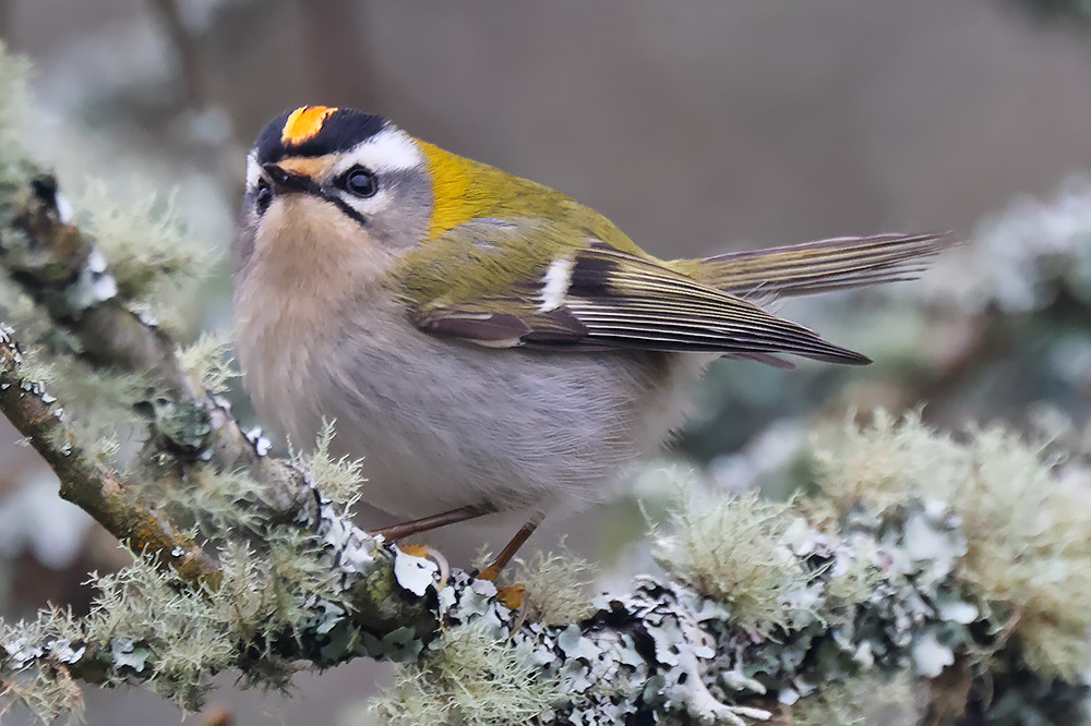 Firecrest