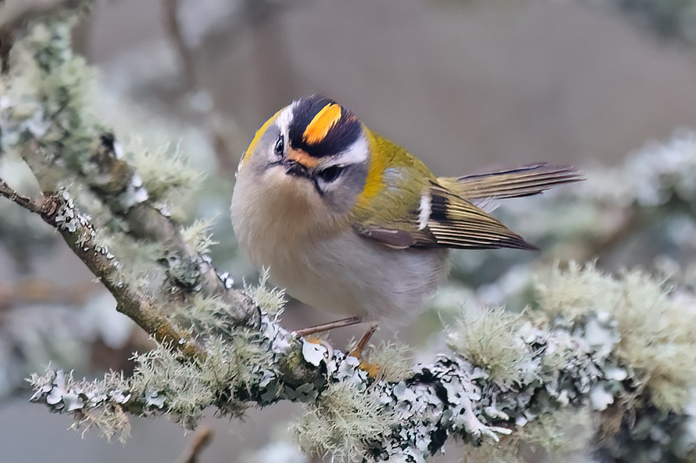 Firecrest
