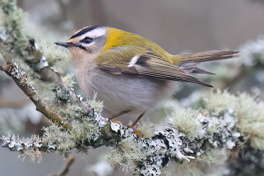 Firecrest