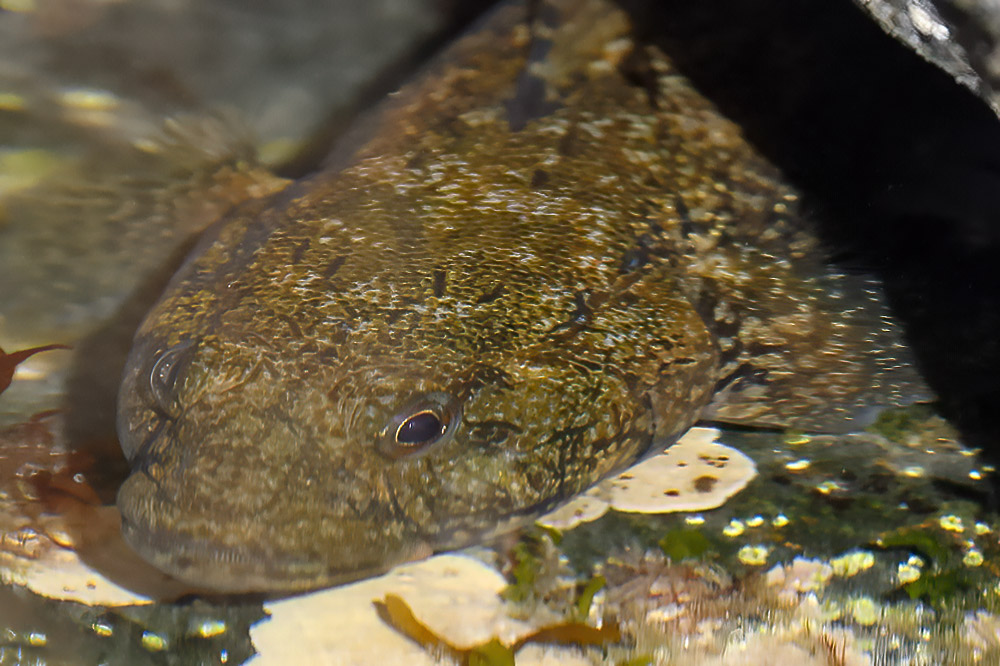 Great goby